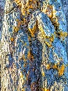 Close-up of lichen on tree trunk perfect Royalty Free Stock Photo