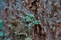 Close-up of lichen on a trunk of a tree, perfect for backgrounds and textures Royalty Free Stock Photo