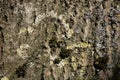 Lichens on bark tree trunk interesting pattern Royalty Free Stock Photo