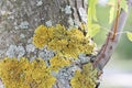 Close-up on lichens on maple tree trunk