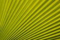 Licuala grandis palm leaf with fan-shaped patterns in the tropical garden Royalty Free Stock Photo