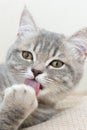 Close-up lies a gray young cat with a black nose and looks into the camera with gray-green eyes. she licks her paw with her pink Royalty Free Stock Photo