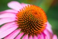 Close up of a ligh lavender pink, daisy-like conefloweror Echinacea Royalty Free Stock Photo