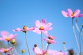 Ligh pink cosmos bipinnatus flowers with yellow pollen blooming in garden on bright blue sky background Royalty Free Stock Photo