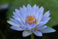 Close up light blue blooming waterlily or lotus flower Royalty Free Stock Photo