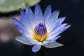 Close up light blue blooming waterlily or lotus flower Royalty Free Stock Photo