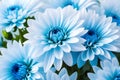 Light Blue Petals of Chrysanthemum Indicum Flower in Full Bloom Isolated on White Background Royalty Free Stock Photo