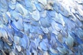 Close up on the light blue feathers of a bird