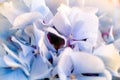 Close-up of light blue hydrangea background Royalty Free Stock Photo