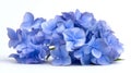 Close Up of Light Blue Hydrangea Bouquet on White Royalty Free Stock Photo