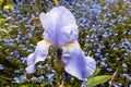 Close-up of a light blue iris flower. Royalty Free Stock Photo