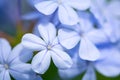 Close up of light blue jasmine or plumbago Ixora flower. Nature background. Soft focus Royalty Free Stock Photo