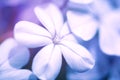 Close up of light blue jasmine or plumbago Ixora flower. Nature background. Soft focus Royalty Free Stock Photo