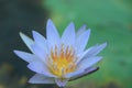 The close up of light blue or purple lotus with yellow pollen and water drop on the petals in the pond of a rainy day , sweet Royalty Free Stock Photo