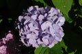 A close up of light bluish pink flowers of Hydrangea macrophylla bigleaf, French, lace cap, mophead hydrangea in the garden Royalty Free Stock Photo