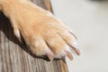 Close-up of light brown colored dog paw with trimmed nails Royalty Free Stock Photo