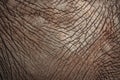 Close-up of light brown elephant hide skin texture - perfect for abstract background Royalty Free Stock Photo