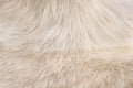 Light brown fur animal soft texture of dog line background Royalty Free Stock Photo