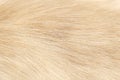 Light brown furry cat line soft texture for background Royalty Free Stock Photo