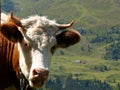 Close up of a light brown haired cow