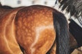 Close-up of a light-brown horse croup with dapple