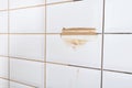 Close-up of light brown tile grout, to seal the cracks from moisture and dust Royalty Free Stock Photo