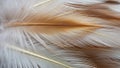 Close up of a light brown and white feather capturing delicate Royalty Free Stock Photo