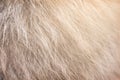 Light brown with white fluffy pomeranian dog fur patterns texture for background Royalty Free Stock Photo