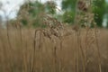 Light brown dry grass on the field. Royalty Free Stock Photo