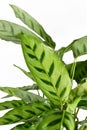 Close up of light green leaf of tropical `Calathea Leopardina` house plant with stripe pattern on white background