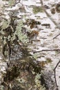 Close up view of light green lichen and moss on a white birch tree trunk in Minnesota Royalty Free Stock Photo