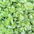 Close-up of light green rosettes of decorative cabbage leaves.
