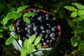 A close up of light mint ceramic bowl with ripe fresh bilberries (Vaccinium myrtillus) among a bilberry bushes in the