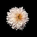 Close-up of a light pink chrysanthemum flower isolated on a black background. No shadows with a clipping contour. For the design. Royalty Free Stock Photo