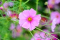 Close up light pink cosmos bipinnatus flower blooming with water drops in garden field blooming in park background Royalty Free Stock Photo