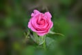 Close-up of a light pink rose on a dark green on blur background Royalty Free Stock Photo