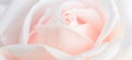 Unfocused blur rose petals, abstract romance background, pastel and soft flower card Royalty Free Stock Photo