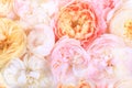 Unfocused blur rose petals, abstract romance background, pastel and soft flower card Royalty Free Stock Photo