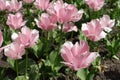 Close up of light pink tulip flowers Royalty Free Stock Photo