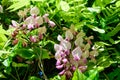 Close up of light pink Wisteria flowers and large green leaves towards clear blue sky in a garden in a sunny spring day, beautiful