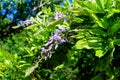 Close up of light pink Wisteria flowers and large green leaves towards cloudy sky in a garden in a sunny spring day, beautiful Royalty Free Stock Photo
