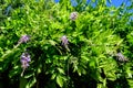 Close up of light pink Wisteria flowers and large green leaves towards cloudy sky in a garden in a sunny spring day, beautiful Royalty Free Stock Photo