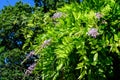 Close up of light pink Wisteria flowers and large green leaves towards cloudy sky in a garden in a sunny spring day, beautiful Royalty Free Stock Photo
