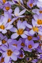 Close up Light purple crocus with orange-yellow stamens. Petal exteriors with dark purple stripes. MAcro. 2023 Royalty Free Stock Photo