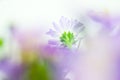 Close up of light purple daisy in soft style Royalty Free Stock Photo