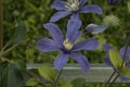 close-up: light purple and intense blue clematis flowers Royalty Free Stock Photo