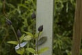 close-up: light purple and intense blue clematis flowers Royalty Free Stock Photo