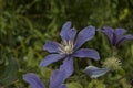 close-up: light purple and intense blue clematis flowers Royalty Free Stock Photo