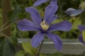 close-up: light purple and intense blue clematis flowers Royalty Free Stock Photo