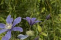 close-up: light purple and intense blue clematis flowers Royalty Free Stock Photo